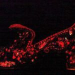 The Arabian Shoes. A test pair of ruby slippers designed by Adrian and ultimately rejected for MGM’s 1939 production of “The Wizard of Oz.”